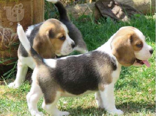 PoulaTo: Κουτάβια Beagle